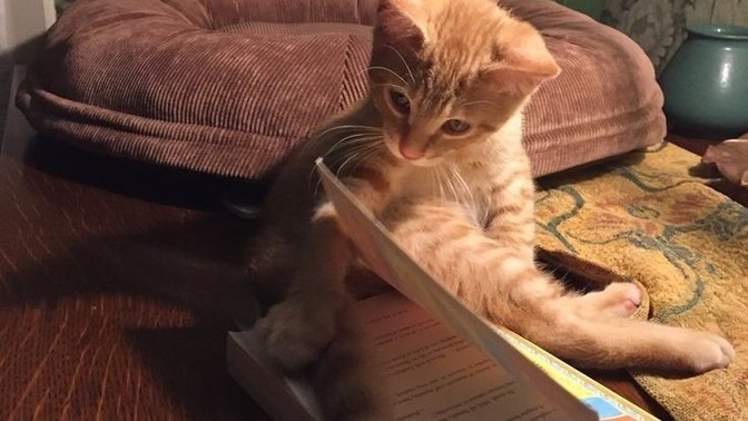 Kitap okurken, kitap aralığı olmasa da olur mu?