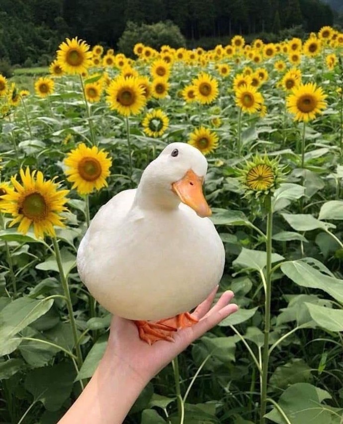 Bir elimde çay bir elimde sigara, hem dinlerim hem volta atarım dediğiniz şarkı var mı?