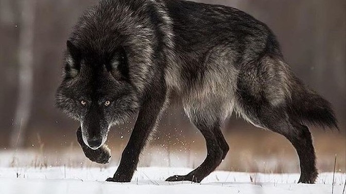 Dağda böyle bir şey ile karşı karşıya gelecek olsan ne yaparsın?