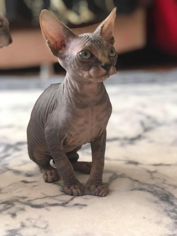 Cins Kediler ile aranız nasıldır? ben pek sevmiyorum da kedi sevmiyorum?