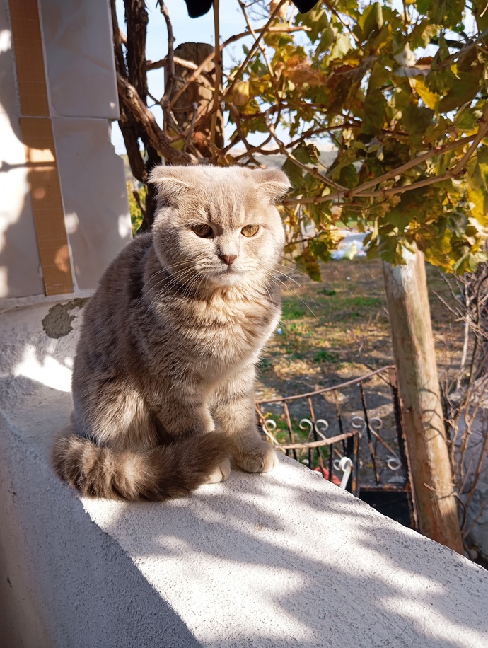 Cins Kediler ile aranız nasıldır? ben pek sevmiyorum da kedi sevmiyorum?