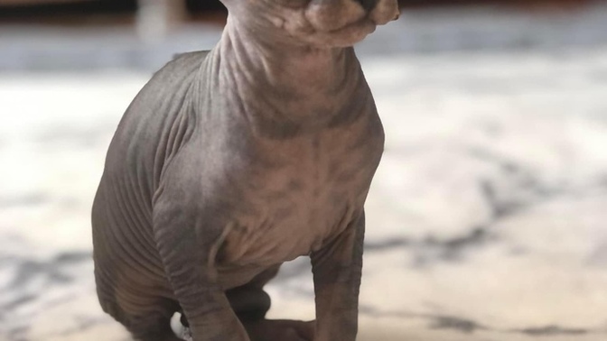 Cins Kediler ile aranız nasıldır? ben pek sevmiyorum da kedi sevmiyorum?