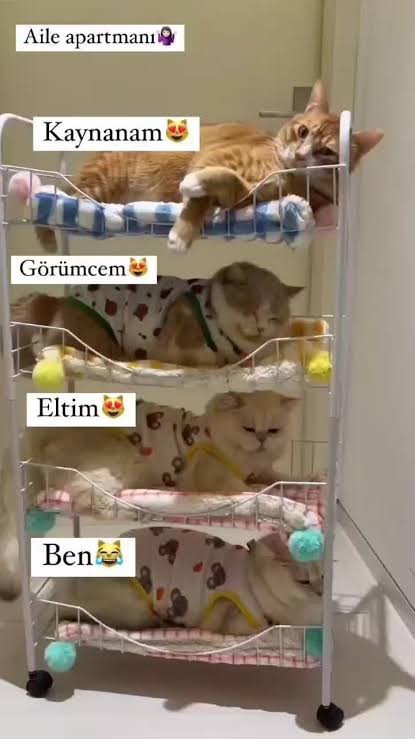 Evlendikten sonra aile apartmanında yaşama fikrine sıcak bakar mısınız?