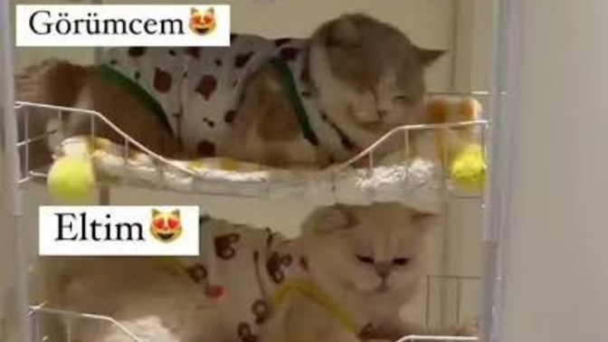 Evlendikten sonra aile apartmanında yaşama fikrine sıcak bakar mısınız?