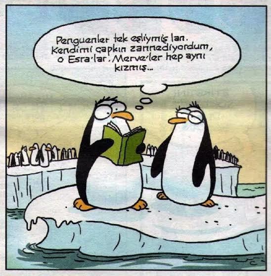 Tekliflere açığım derken bunu beklemiyordum 🤭🤭🤭 penguen nedir yaw? ne desem bilemedim 🤭🤭🤭?