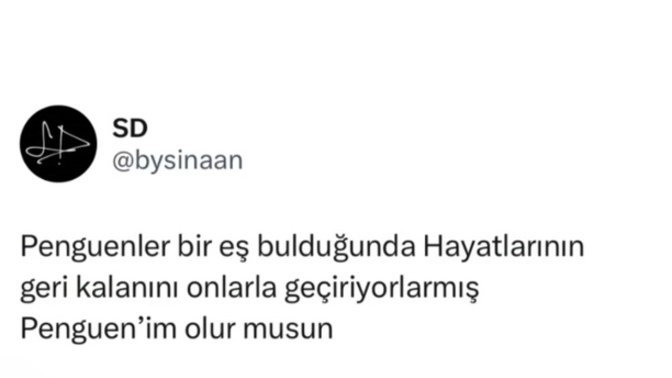 Tekliflere açığım derken bunu beklemiyordum 🤭🤭🤭 penguen nedir yaw? ne desem bilemedim 🤭🤭🤭?