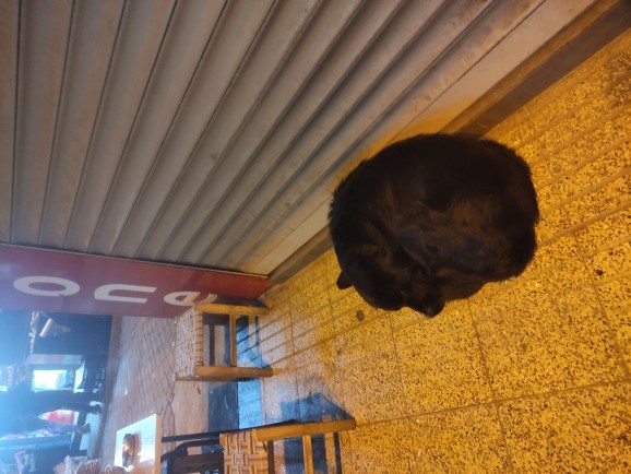 Şu hayvan kadar huzurlu uyuyabilecek miyiz acaba?