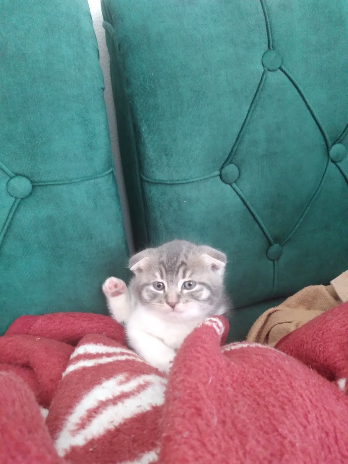 Siz hiç böyle bir tatlı gördünüz mü?