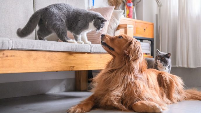 Kediler mi daha bağımsız, köpekler mi?
