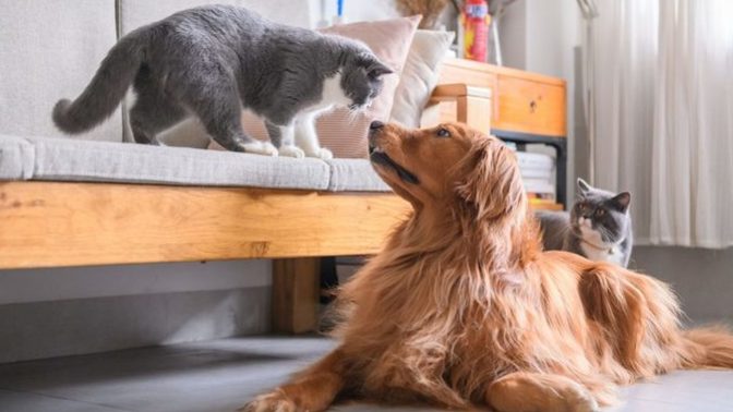 Kediler mi daha bağımsız, köpekler mi?