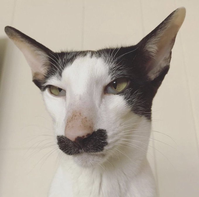 Evet arkadaşalar sizce bu kedi nereli 🙄?