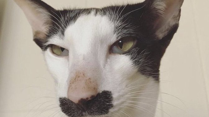 Evet arkadaşalar sizce bu kedi nereli 🙄?