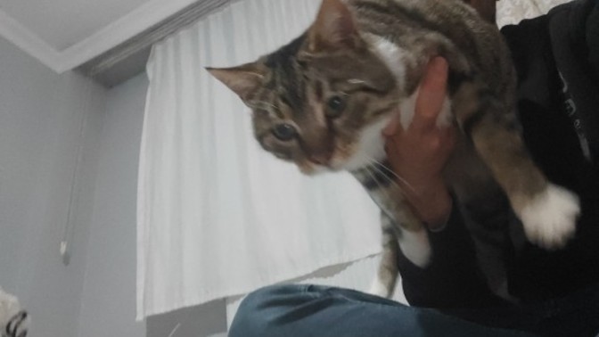 Sizce kedim neyi gördü böyle yerinde durmuyor?