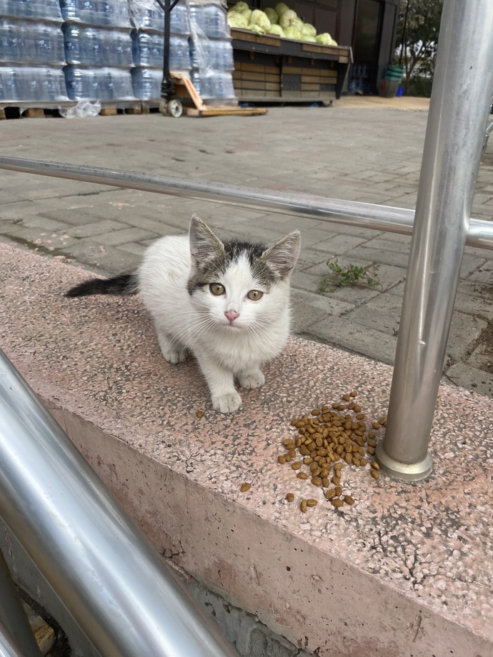 Biz bu dünyaya kedileri sevmeye mi geldik sizce?