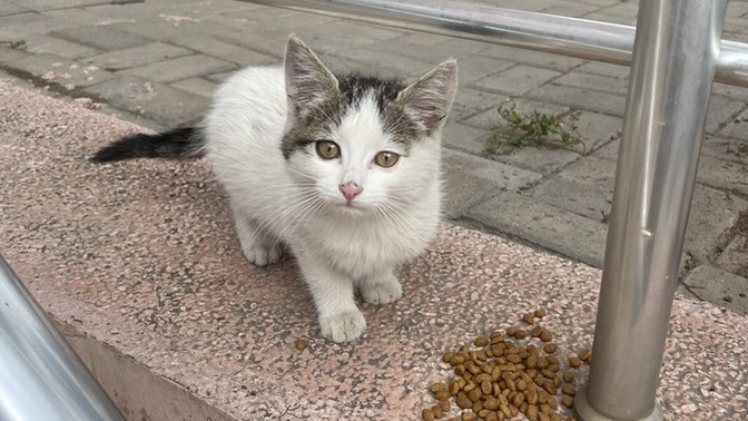 Biz bu dünyaya kedileri sevmeye mi geldik sizce?