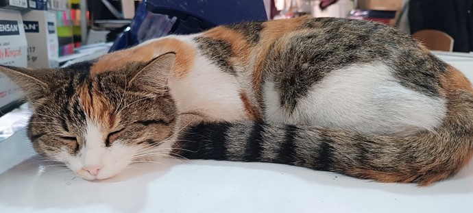 Kedimin Müncübemin asaletine bakar mısınız?