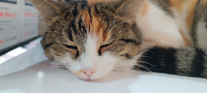 Kedimin Müncübemin asaletine bakar mısınız?