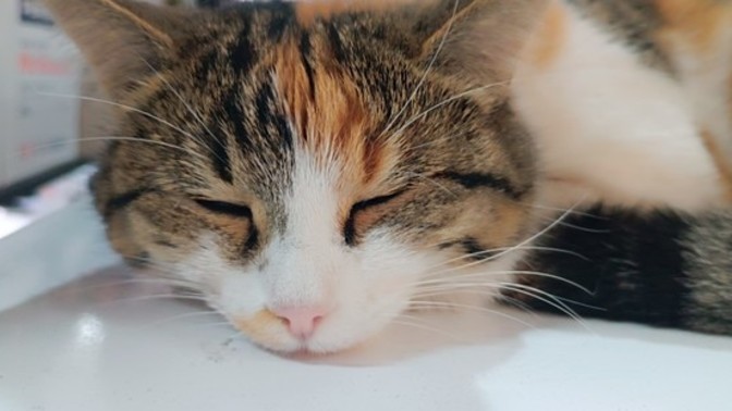 Kedimin Müncübe'min asaletine bakar mısınız?
