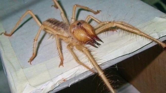 Sarıkız Örümceği Gördünüz mü hiç görseniz Ne yaparsınız?