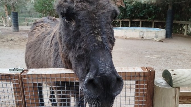 Seçimde oy kullanmaya gitse bi çok insandan daha doğru karar alır mı?