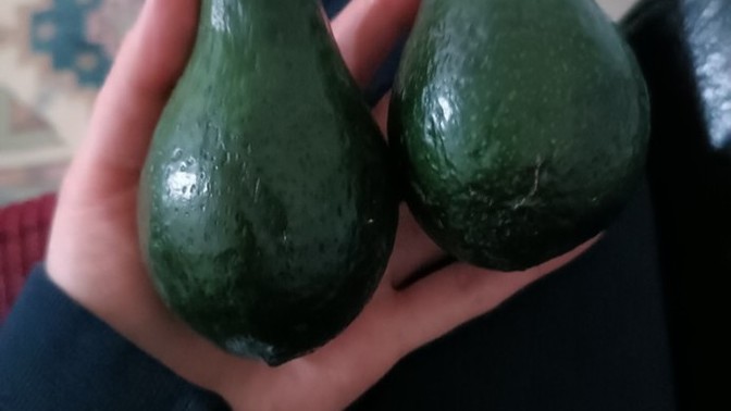 Avakadolarimi gordunuz mu minnak?
