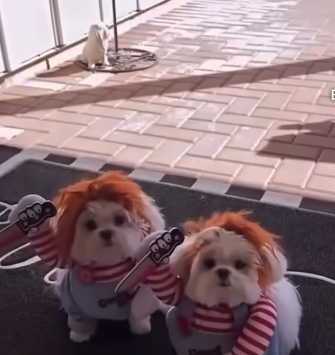 Köpeklerim 🐶chuky e benziyor ne yapmalıyım?