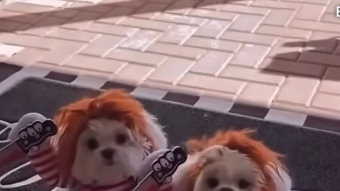 Köpeklerim 🐶chuky e benziyor ne yapmalıyım?