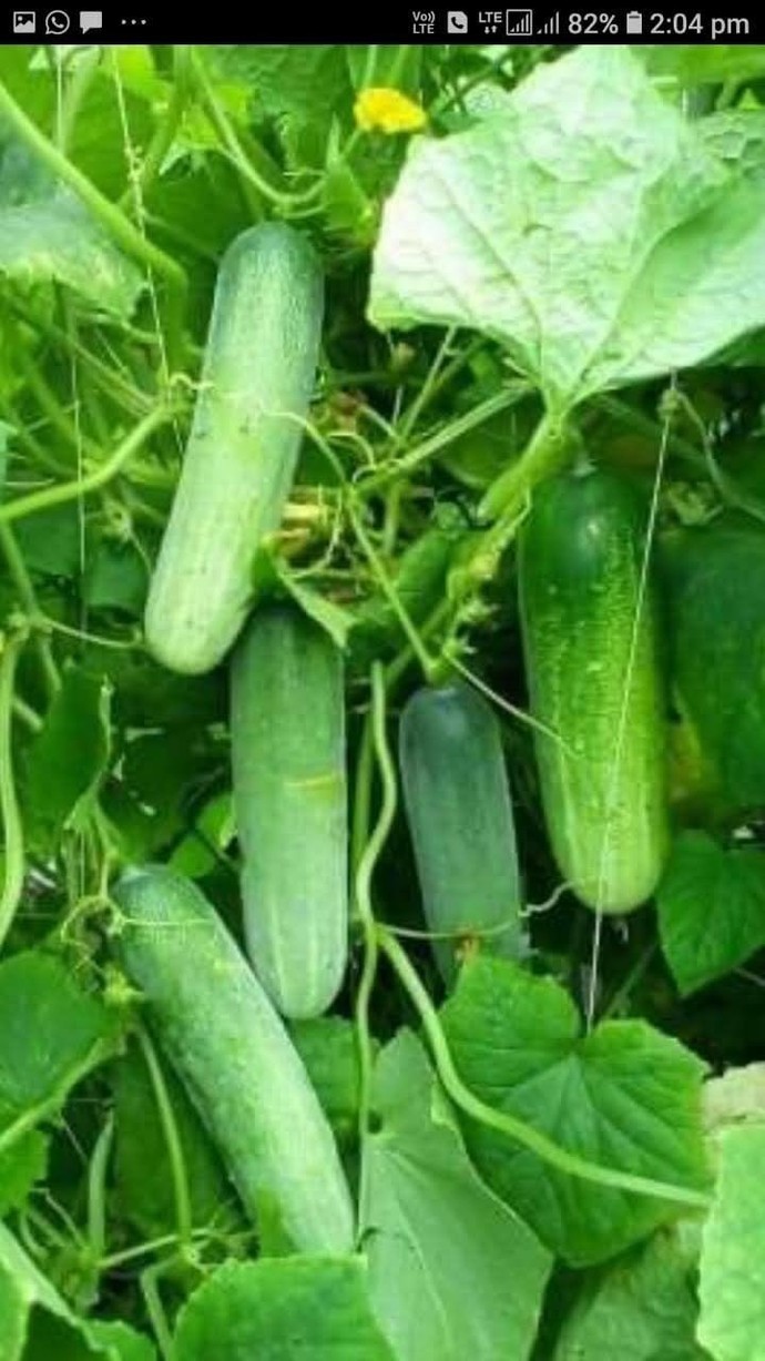 Elime geçse ben onu dalından koparıp yerim dediğiniz şeyler var mı?