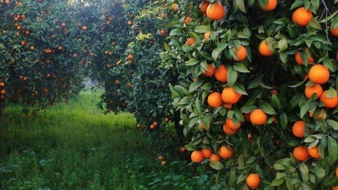 Elime geçse ben onu dalından koparıp yerim dediğiniz şeyler var mı?
