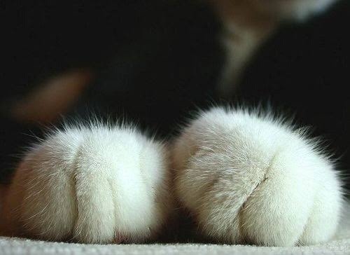 Kedi Severler Toplanın Bu Ankette Çok Zorlanacaksınız 🐈 Kedinizin Fotoğrafını Paylaşır mısınız?