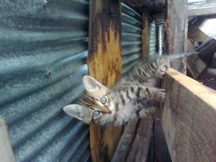 Kedi Severler Toplanın Bu Ankette Çok Zorlanacaksınız 🐈 Kedinizin Fotoğrafını Paylaşır mısınız?