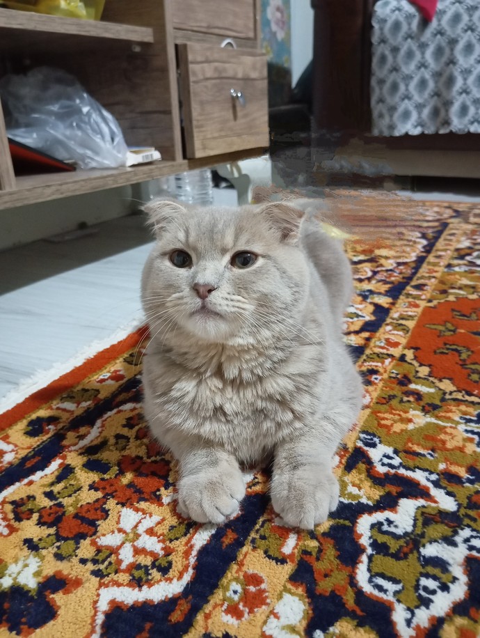 Kedi Severler Toplanın Bu Ankette Çok Zorlanacaksınız 🐈 Kedinizin Fotoğrafını Paylaşır mısınız?