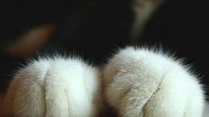 Kedi Severler Toplanın Bu Ankette Çok Zorlanacaksınız 🐈 Kedinizin Fotoğrafını Paylaşır mısınız?