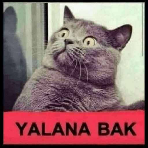 Hiç inandırıcı olmayan yalanınız neydi?