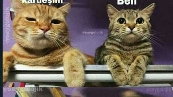 Kardeşinizle, abla/abinizle kavga etme sebepleriniz ne oluyor?