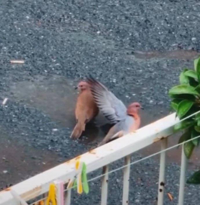 Bundan öte aşk var mıdır?