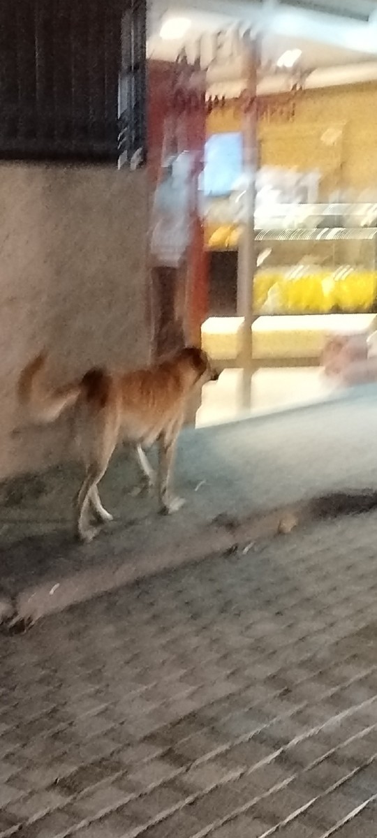 Başı boş sokak köpekleri hakkında ne düşünüyonuz?