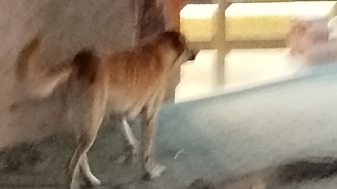 Başı boş sokak köpekleri hakkında ne düşünüyonuz?