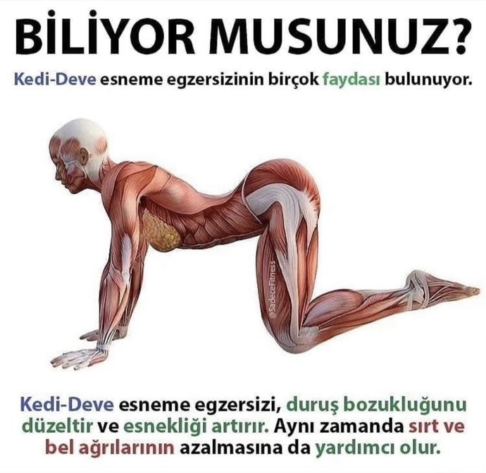 Ne sıklıkla egzersiz yapiyorsunuz?
