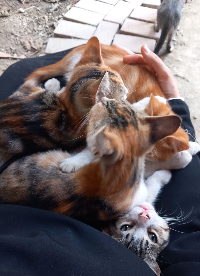 Sokakta ki canlara mama veriyor musun acaba?