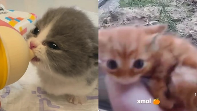 Küçücük kedileriniz olsun ister misiniz?