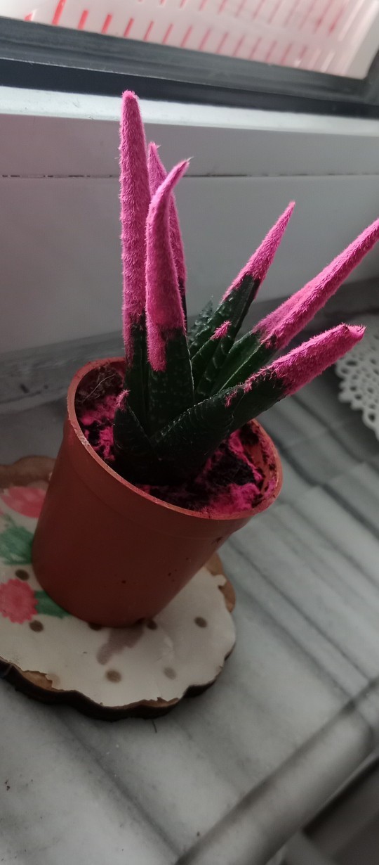 Pembe kaktüslerin gerçek olduğu bir dünya ne kadar sıkıcı olabilir?