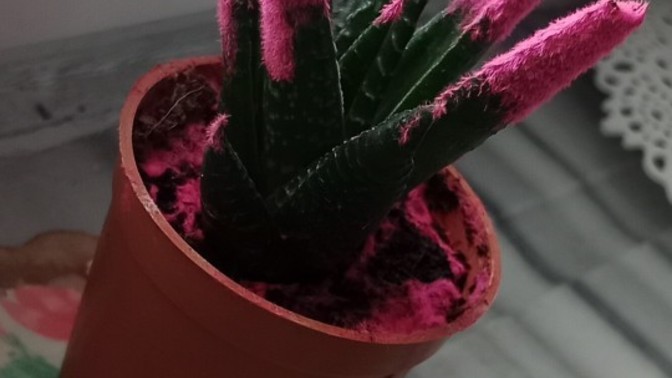 Pembe kaktüslerin gerçek olduğu bir dünya ne kadar sıkıcı olabilir?
