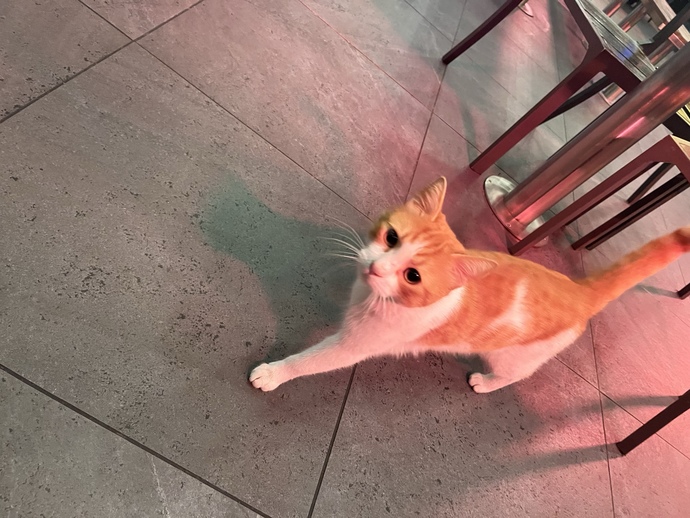 Her gördüğünüz kediyi sevebiliyor musunuz?