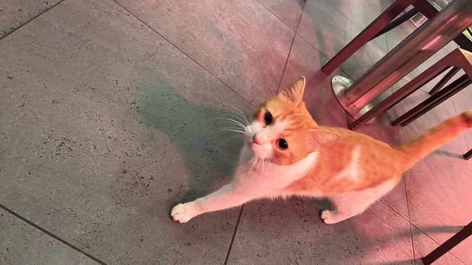 Her gördüğünüz kediyi sevebiliyor musunuz?