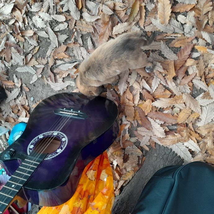 Hangi müzik aletini çalabiliyorsunuz?