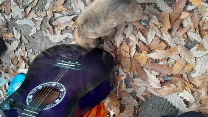 Hangi müzik aletini çalabiliyorsunuz?