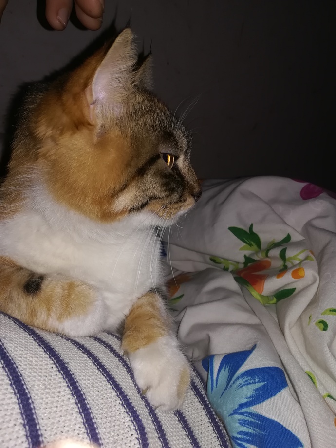 Pozda atarmış piyensesim ❤️