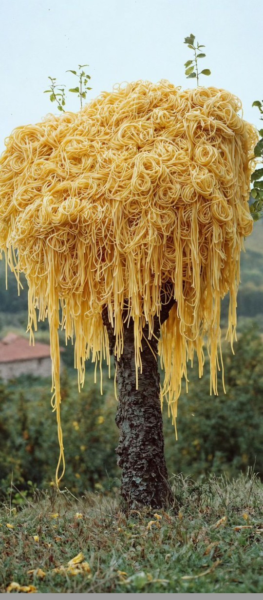 Pasta ağacı mı yoksa makarna ağacı mı?