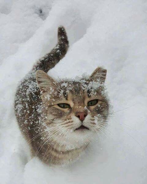 Yaz ne zaman geliyooo?